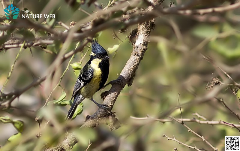 Indian Yellow Tit